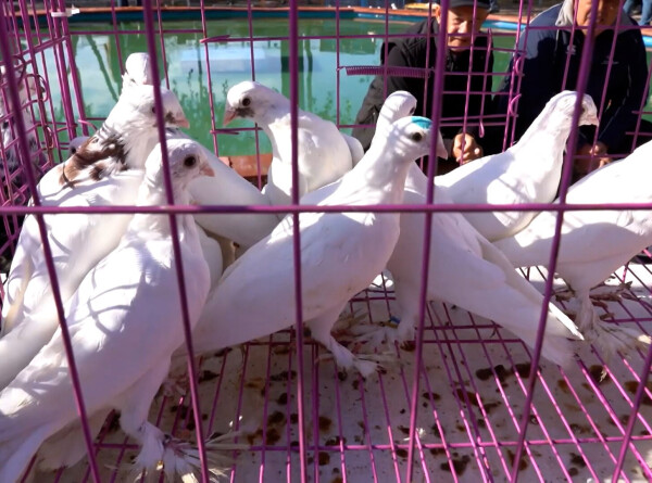 Выставка породистых голубей открылась в Астане