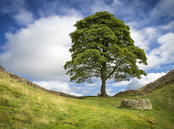 Неизвестные спилили знаменитое дерево Робин Гуда в Англии