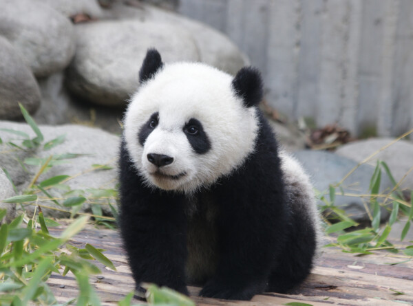 Подросшего детеныша панды показал Московский зоопарк