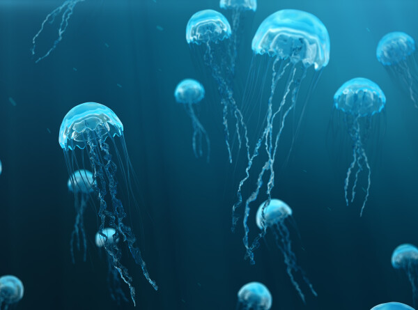 Медузы способны обучаться