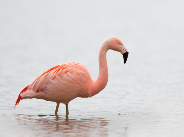 Фламинго заметили в американском штате Висконсин