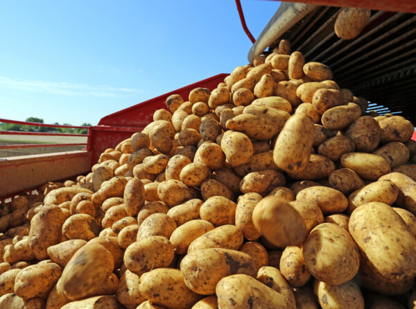 Рекордный урожай картофеля ожидают в этом году в России