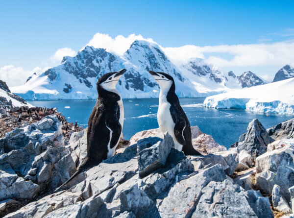 О возможном вымирании пингвинов в Антарктике заявили в МИД Британии