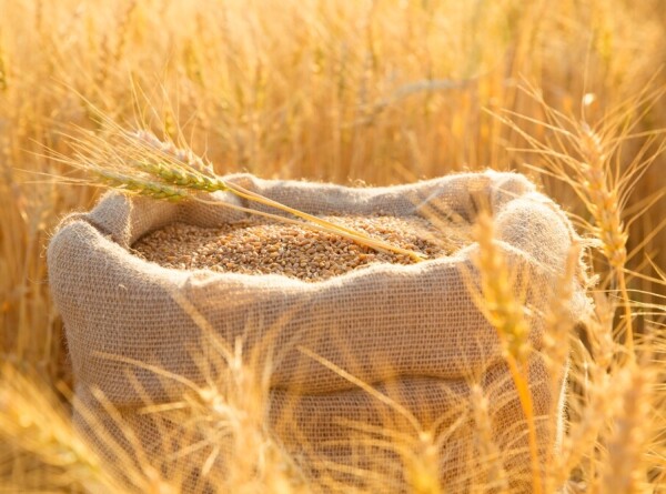 Запрет на ввоз пшеницы автотранспортом продлен в Казахстане еще на полгода