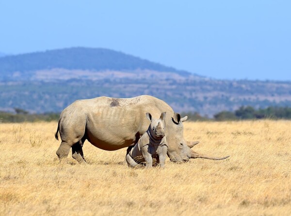 Популяцию белых носорогов попробуют восстановить с помощью ЭКО