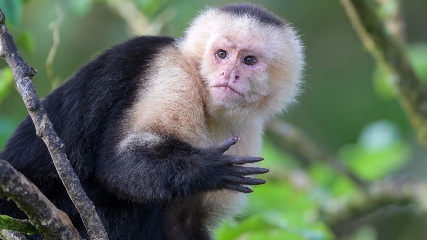 Зоологи усомнились в гипотезе происхождения цветного зрения у приматов