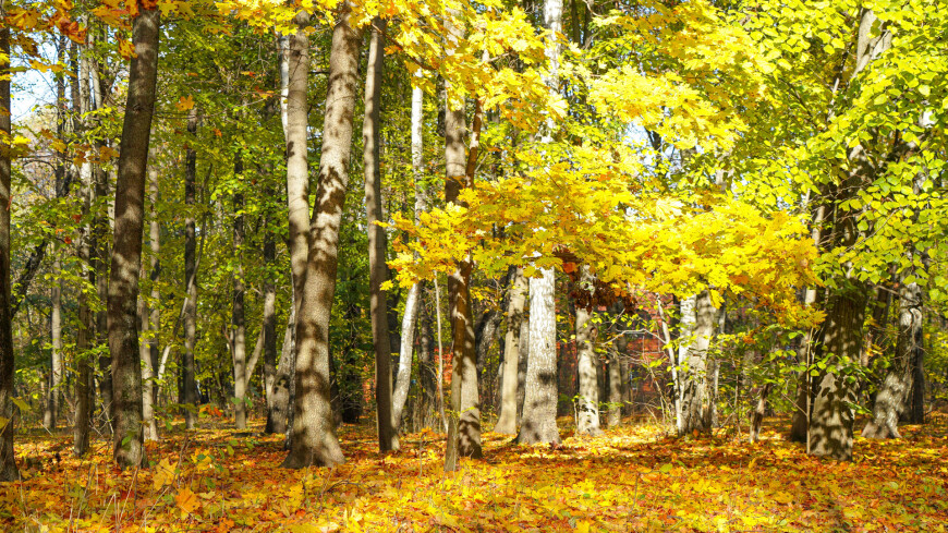 парк Сокольники, Сокольники осенью, парк осенью, осенний парк, листопад, октябрь, золотая осень, желтые листья, листопад, деревья осенью, листва, березы, береза