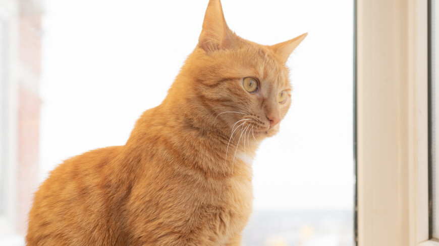 домашний питомец, домашние питомцы, кот на окне, кошка на окне, окно, подоконник, рыжий кот, рыжая кошка, рыжие кошки, рыжие коты, котики, домашние животные,