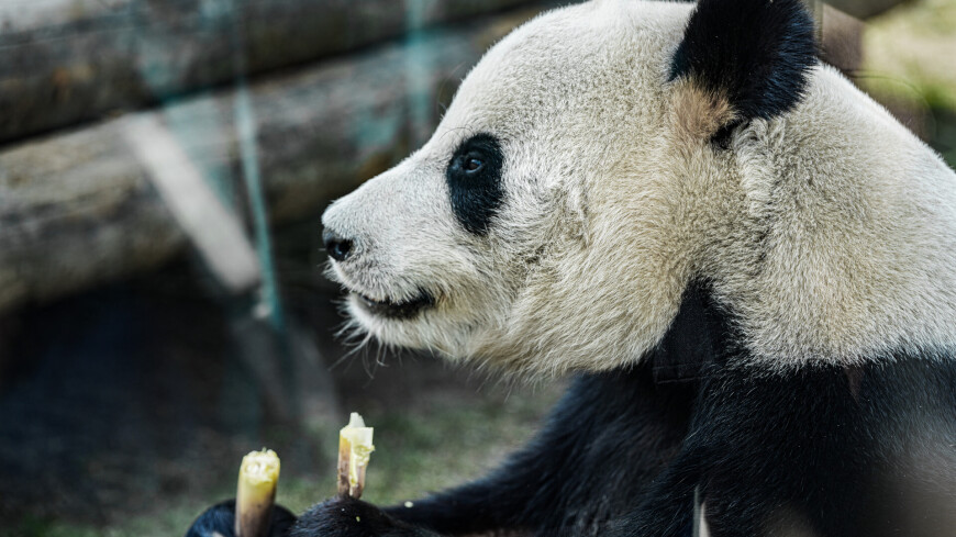 Московский зоопарк, животные, звери, медведи, панды, панда, бамбук