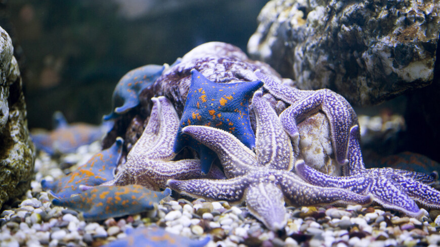 Необычного «звездного» моллюска открыли биологи на Курилах
