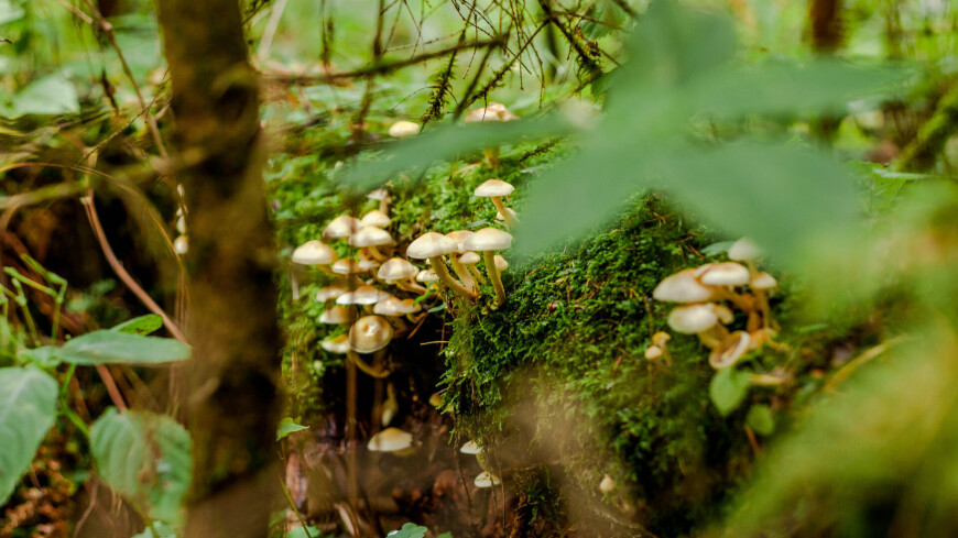 Фото: Марина Дыкун (МТРК «Мир») &quot;«Мир 24»&quot;, поганки, грибы, лес, гриб