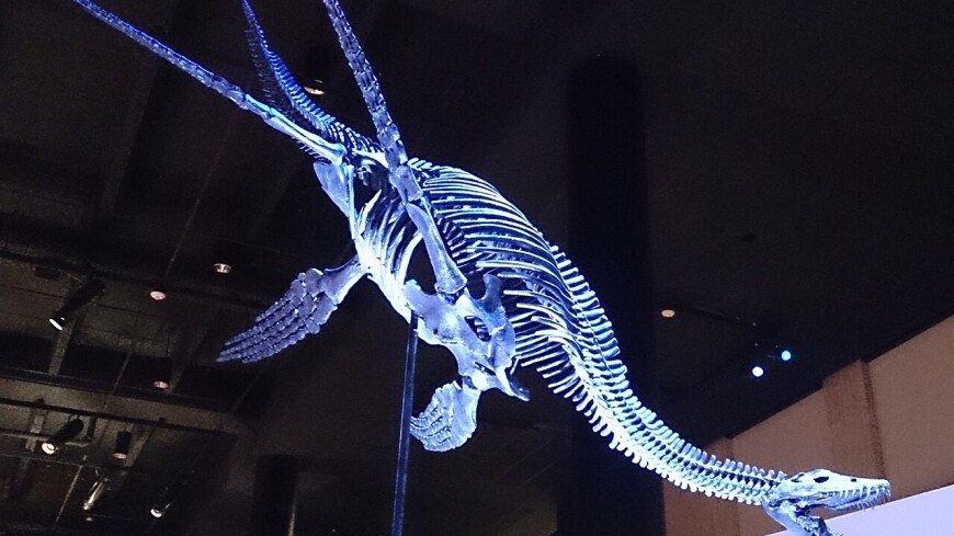 Палеонтологи раскрыли этапы эволюции плезиозавров