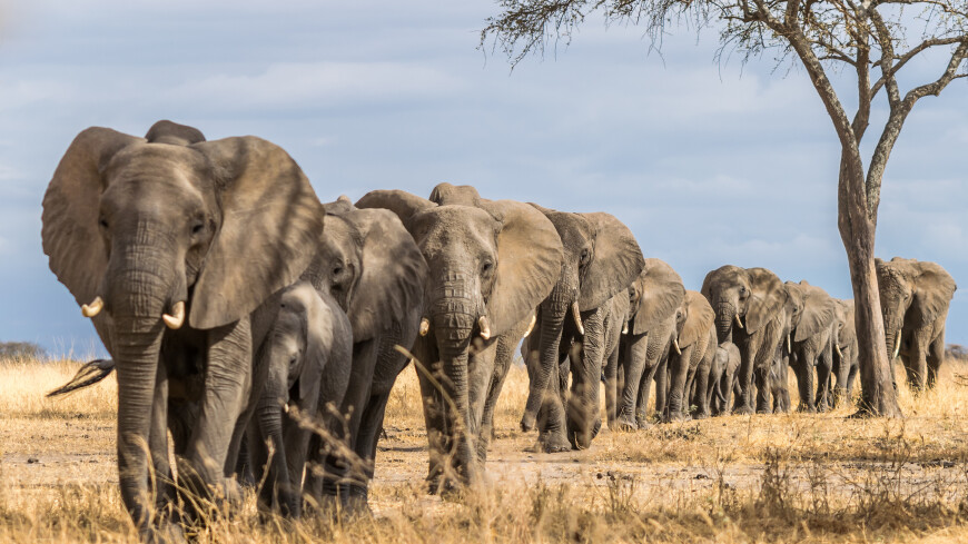 Причину загадочной гибели слонов в Зимбабве нашли ученые