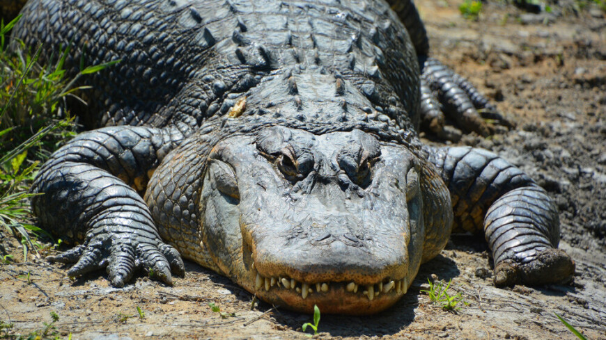 Аллигатора с человеческими останками в пасти поймали во Флориде