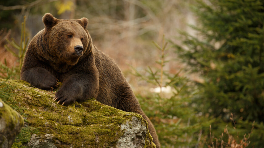 Грибник залез на дерево и спасся от нападения медведя на Камчатке