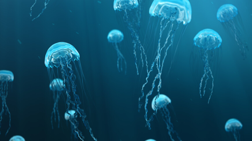 Ученые обнаружили, что медузы способны обучаться