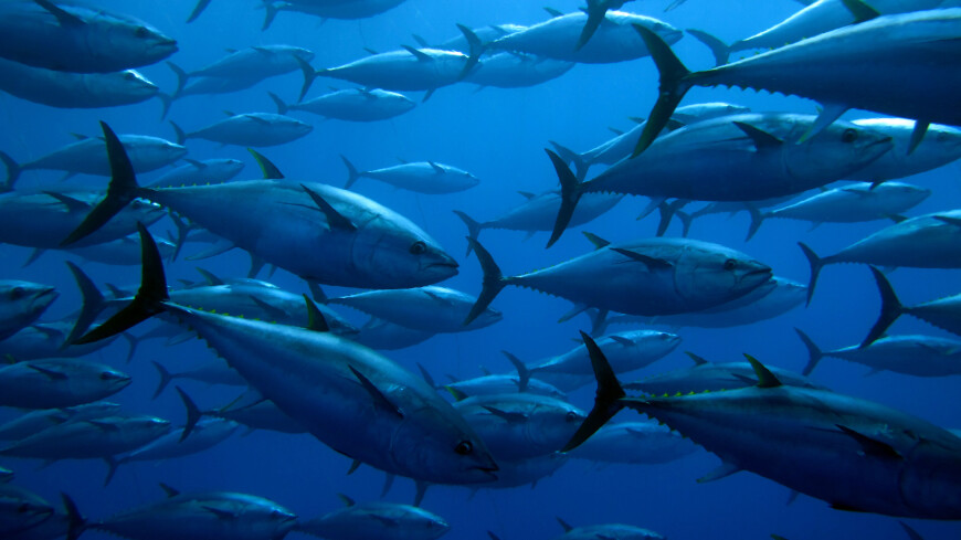 Огромного тунца поймали рыбаки на острове Итуруп