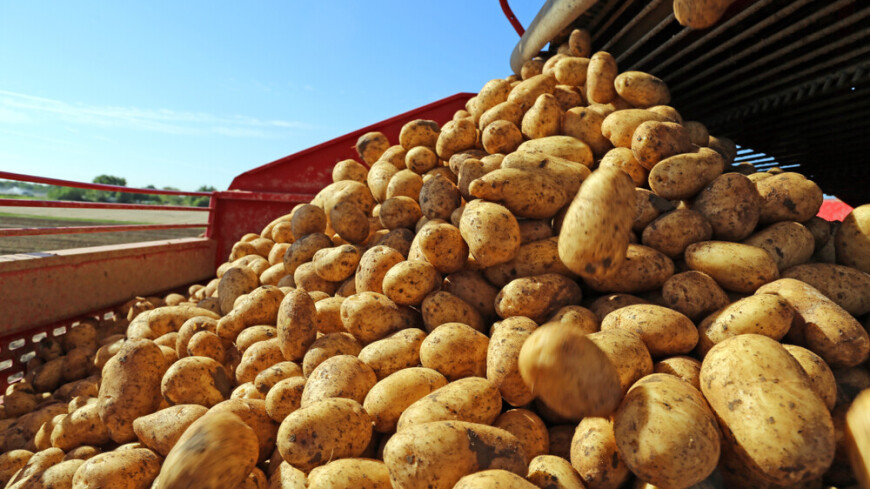 Рекордный урожай картофеля собрали фермеры Ставрополья