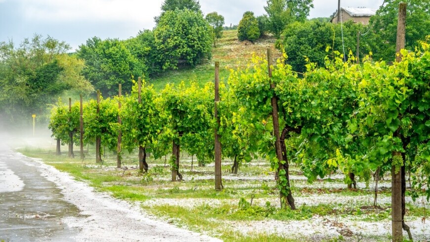 Град побил угодья и виноградники на востоке Грузии