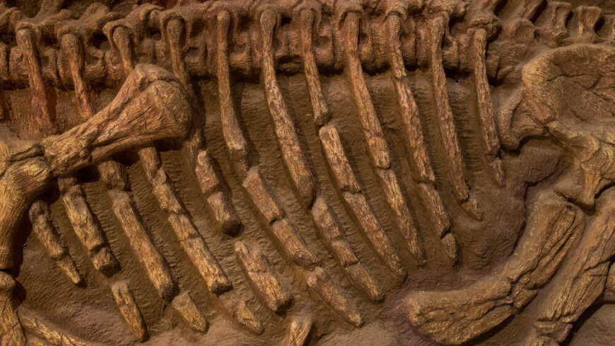 Скелет травоядного динозавра Барри продадут на аукционе