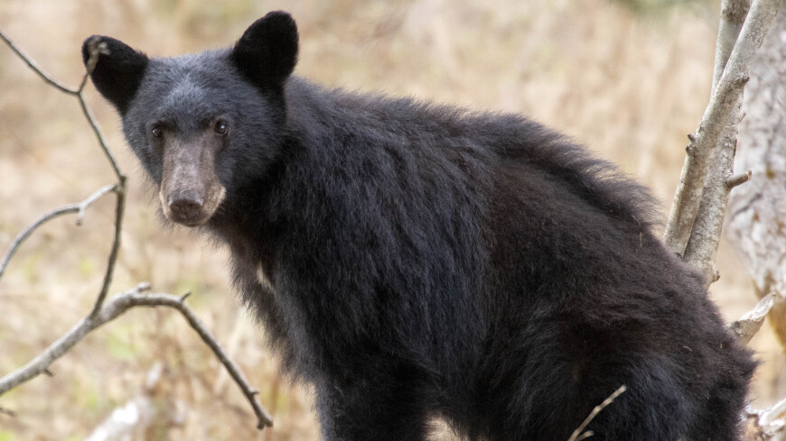 Из-за дикого медведя закрыли часть семейного парка развлечений в США