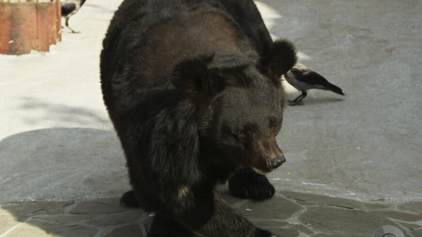 Медведя с бидоном на голове застрелили сотрудники охотнадзора