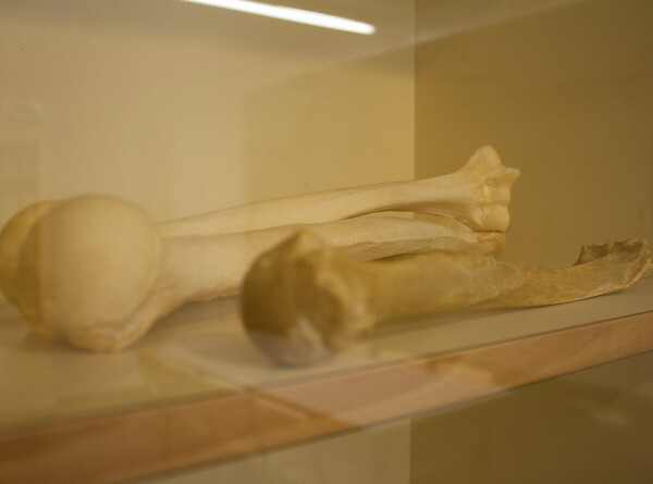 Кость медведя с гравировкой признана древнейшим образцом культуры неандертальцев