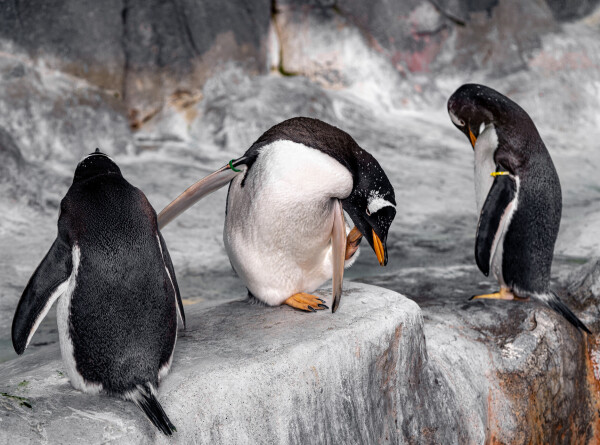 Популяции императорских пингвинов предрекли сокращение на 99%