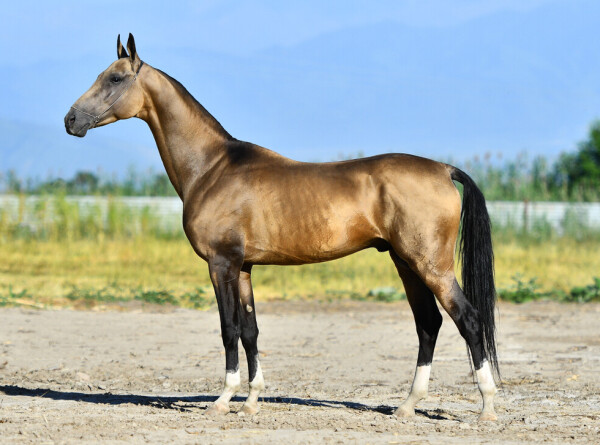День ахалтекинца в Туркменистане: как чествуют древнейшую породу лошадей?