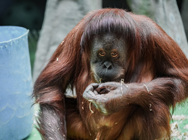 Старейшая в мире самка орангутана отпраздновала 63-й день рождения