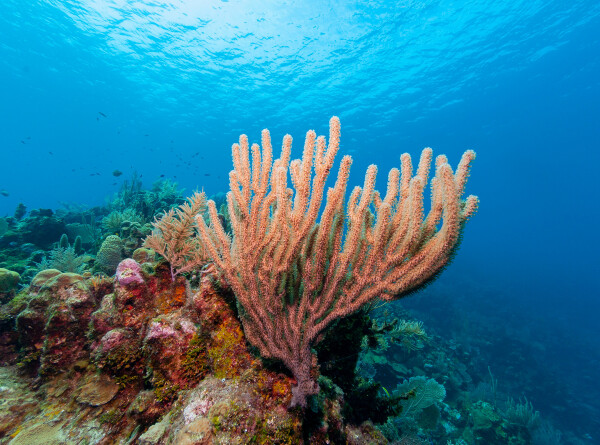 Массовое обесцвечивание кораллов началось в Мировом океане