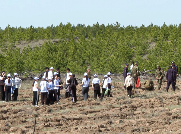 Казахстанцы высадили 23 тысячи сосен в резервате &laquo;Семей орманы&raquo;