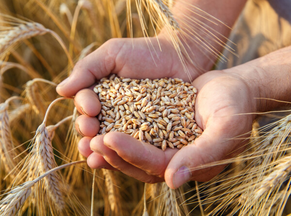 Новые сорта пшеницы и ячменя начали использовать фермеры в Кыргызстане