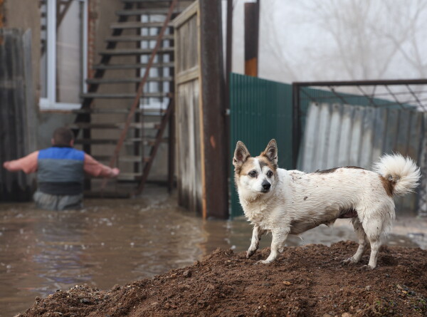 Как волонтеры спасают собак из затопленного Петропавловска?