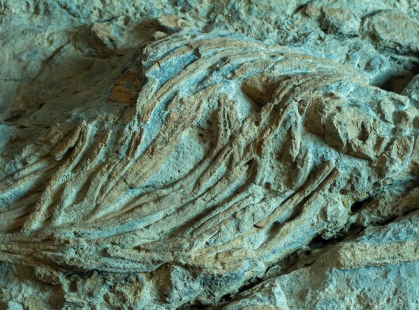 Найдены останки крупнейшей морской рептилии в истории