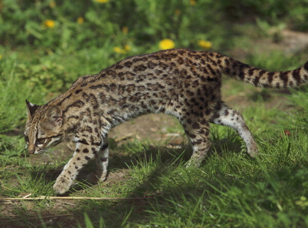 Ученые обнаружили третий вид тигровых кошек в Бразилии