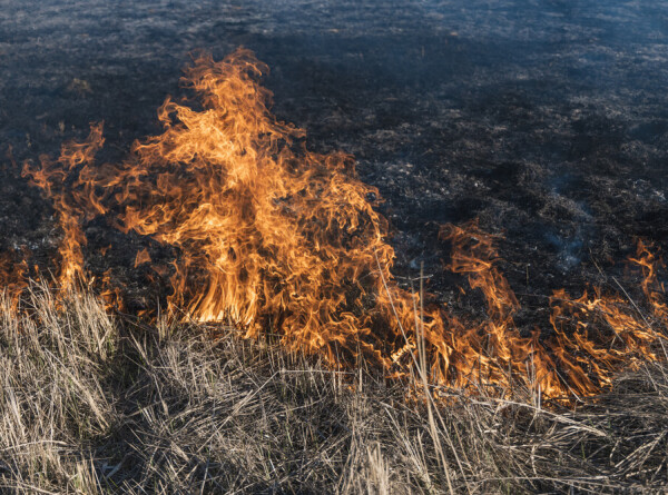 Как в России борются с поджигателями сухой травы?