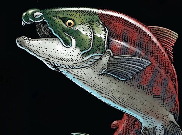 Доисторического «саблезубого» лосося описали палеонтологи