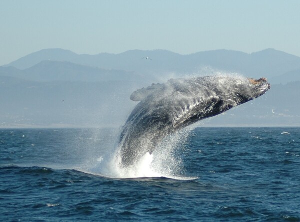 Ученые впервые смогли «поговорить» с китом