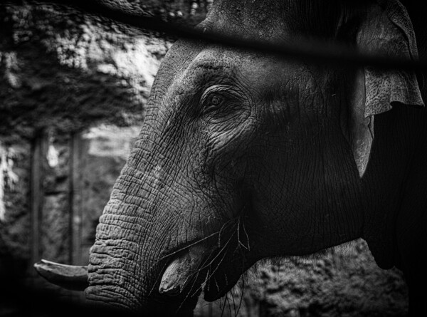 Слониха сбежала из цирка и устроила прогулку по оживленной трассе в США