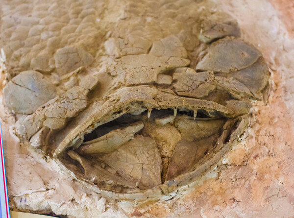 Окаменелости гигантских черепах возрастом 57 млн лет нашли в горах Колумбии