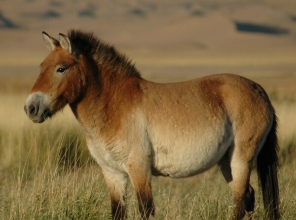 Популяцию краснокнижной лошади Пржевальского восстанавливают в Казахстане