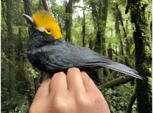 «Потерянную» птицу из Африки впервые удалось сфотографировать