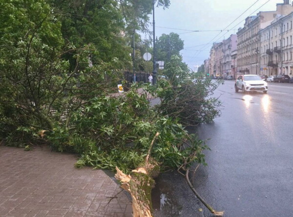 Непогода в Санкт-Петербурге: из-за падения дерева погибла женщина, рухнул башенный кран