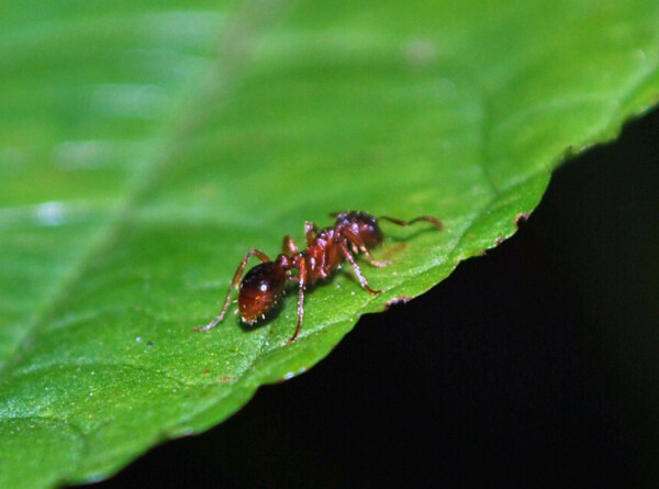 Ученые выяснили, как муравьи лечат друг друга