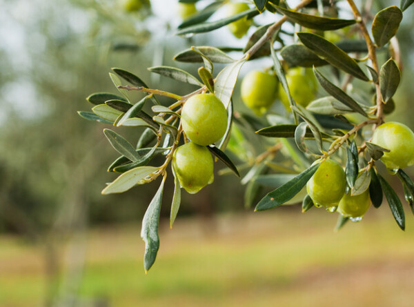 Вещество для снижения уровня сахара в крови нашли в оливках