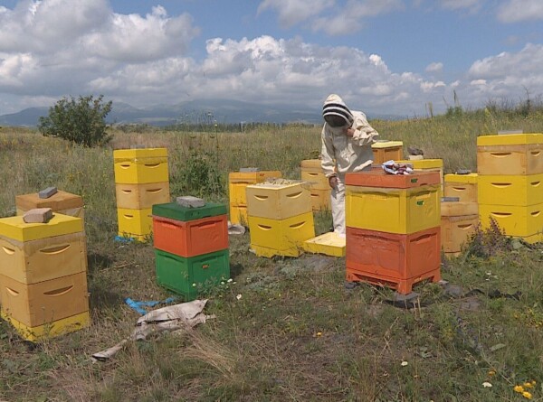 Злых пчел использовали в качестве оружия. Тысячелетняя история пчеловодства в Армении
