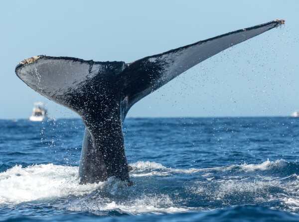 Самого редкого в мире кита нашли на побережье Новой Зеландии