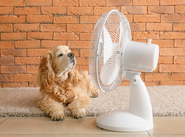 Тепловой удар у животных: симптомы и способы защиты от перегрева