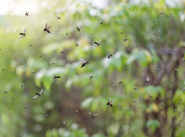 Полчища комаров и мошек атаковали жителей Югры